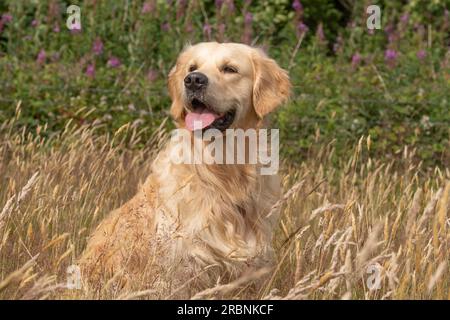 Golden Retriever Stock Photo