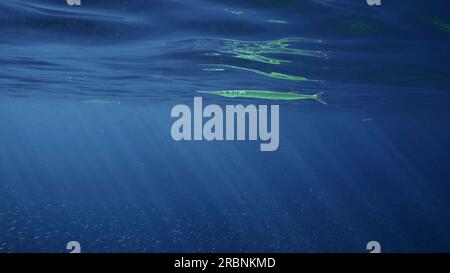 Needlefish Swims Under Surface In The Blue Water Stock Photo - Alamy