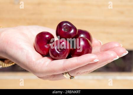 A woman holding a handful of large fresh ripe red sweet cherries. A fleshy drupe the stone fruit is a popular healthy fruit snack Stock Photo