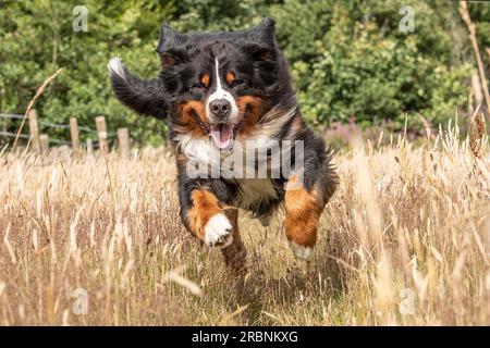 Bernese Mountain dog  running towards camera through long grass Stock Photo