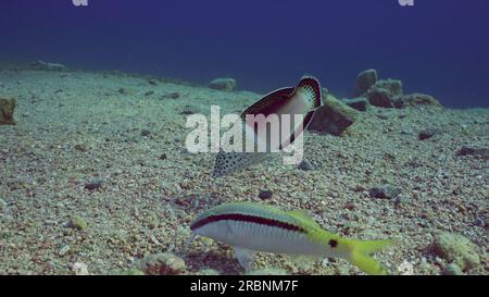 Red Sea, Egypt. 3rd July, 2023. Multicolored Clown Coris or False Clownwrasse (Coris aygula) with group of Red Sea goatfish (Parupeneus forsskali) looking for food swims over sandy bottom at evening in sunset rays, Red sea, Egypt (Credit Image: © Andrey Nekrasov/ZUMA Press Wire) EDITORIAL USAGE ONLY! Not for Commercial USAGE! Stock Photo
