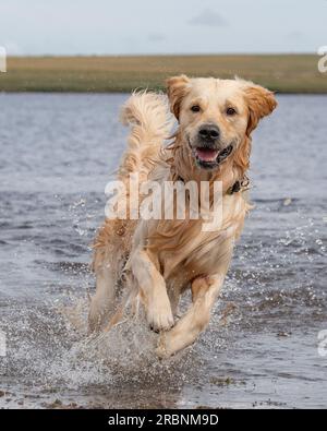 Golden Retriever running in water Stock Photo