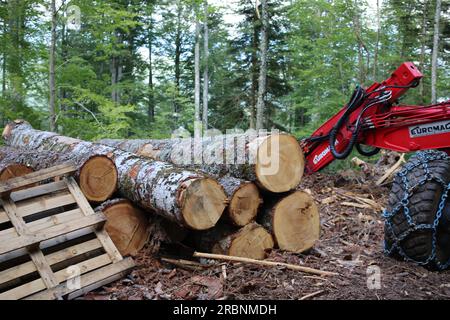 A monster machine destroys secular trees in Italy Stock Photo - Alamy