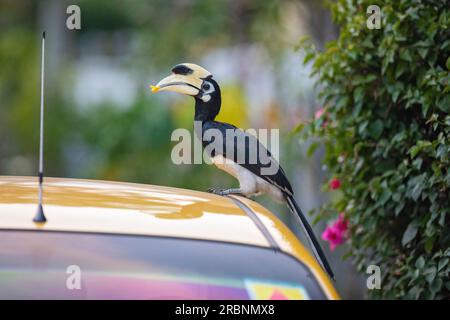 A male Oriental Pied Hornbill perching on a car roof parked outside a house with papaya flesh in his mouth, Singapore Stock Photo