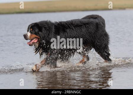 Bernese Mountain Dog running through water Stock Photo