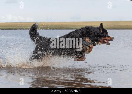 Bernese Mountain Dog running through water Stock Photo