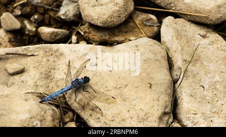 Azure dragonfly on the rock, Florence, Italy Stock Photo
