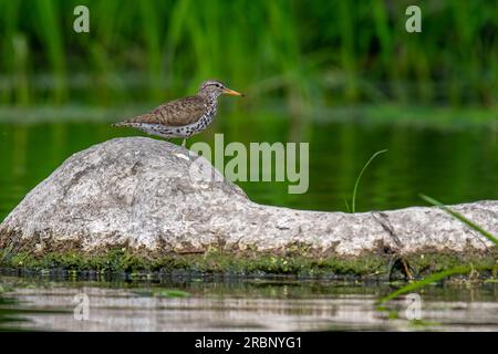 This Spotted Sandpiper patiently let me pass by in my kayak as it foraged on a river rock in a Wisconsin stream. Stock Photo