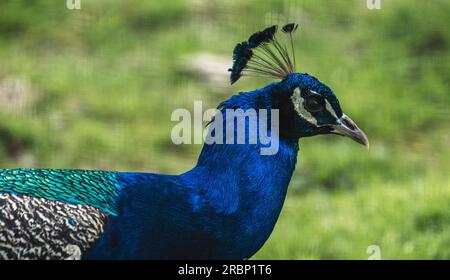 Peacock up close Stock Photo