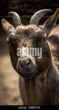 Pygmy goat Stock Photo