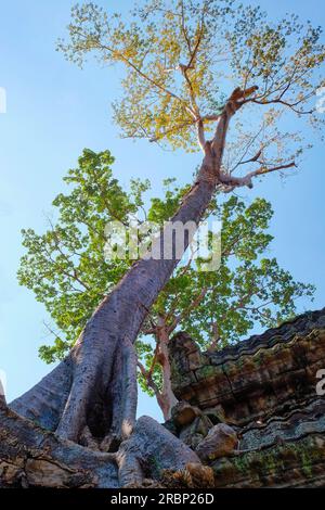 A tall tree with white bark and yellow leaves under a blue autumn sky. Stock Photo