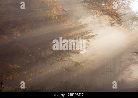 Sunbeams penetrate the fog in the Rheingau-Taunus Nature Park above Engenhahn, Niedernhausen, Hesse, Germany Stock Photo