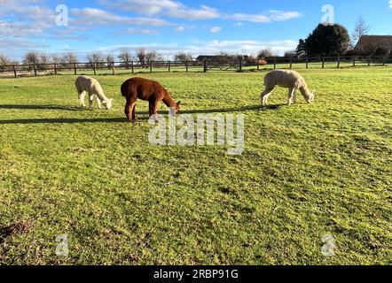 Alpacas grazing on a farm Stock Photo