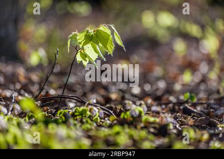 Young beech sprout near Engenhahn in the Taunus, Niedernhausen, Hesse, Germany Stock Photo