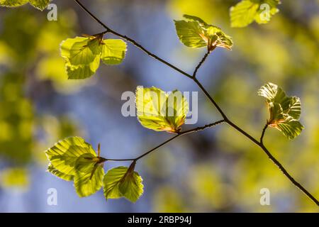 Fresh beech leaves in spring near Engenhahn in the Taunus, Niedernhausen, Hesse, Germany Stock Photo