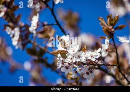 Cherry blossoms in the meadow orchards near Engenhahn, Niedernhausen, Hesse, Germany Stock Photo