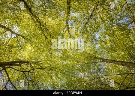 Beech forest in spring near Engenhahn in the Taunus, Niedernhausen, Hesse, Germany Stock Photo