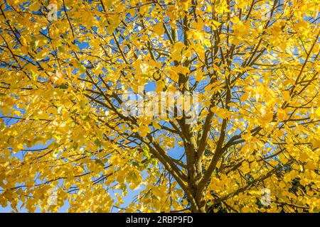 Linden tree in autumn near Engenhahn im Taunus, Niedernhausen, Hesse, Germany Stock Photo