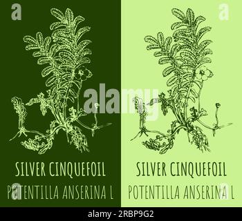 Vector drawing SILVER CINQUEFOIL. Hand drawn illustration. The Latin name is otentilla anserina L. Stock Photo