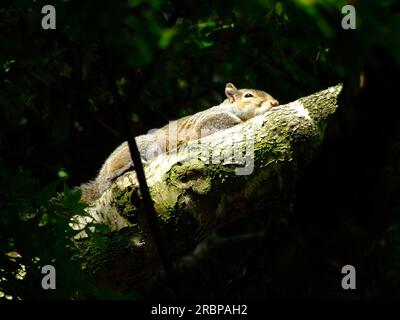 Grey Squirrel Resting on a Tree Branch Stock Photo
