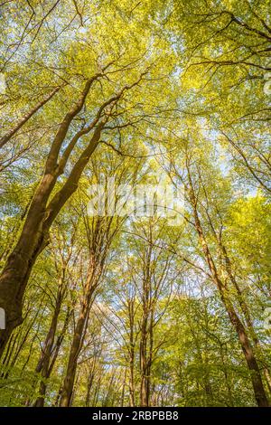 Beech forest in spring near Engenhahn in the Taunus, Niedernhausen, Hesse, Germany Stock Photo