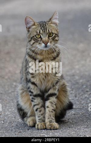 striped young cat sits on the pavement Stock Photo