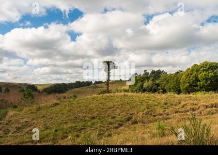 Fields, meadows and an Araucaria Angustifolia tree - typical countryside view in Sao Francisco de Paula, South of Brazil Stock Photo