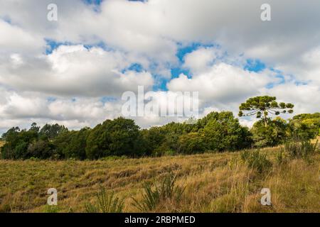 Fields, meadows and an Araucaria Angustifolia tree - typical countryside view in Sao Francisco de Paula, South of Brazil Stock Photo