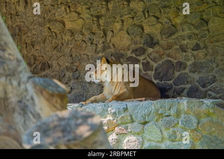 Laying lioness profile. Big cat. Wildlife safari. The lioness in the prifle, lying on the rocks with a stone background. masculinity strength and grac Stock Photo