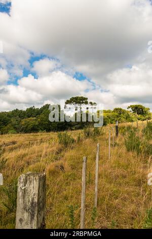 Fields, meadows and an Araucaria Angustifolia tree - typical countryside view in Sao Francisco de Paula, South of Brazil Stock Photo