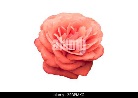 cream rose on white background, isolated, closeup Stock Photo