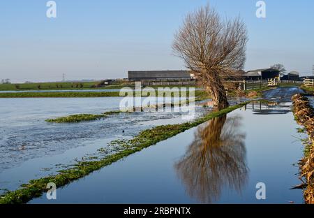 Godney near Glastonbury Somerset England.  Flooded Fields January 2023 Stock Photo