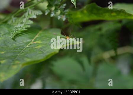 An orange backed lynx spider is sitting on the surface of an eggplant leaf. The spider's view from the back Stock Photo