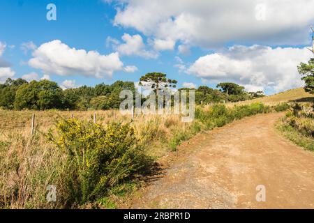 Fields, meadows and an Araucaria Angustifolia tree - typical countryside view in Sao Francisco de Paula, South of Brazil Stock Photo