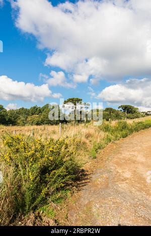 Fields, meadows and an Araucaria Angustifolia tree - typical countryside view in Sao Francisco de Paula, South of Brazil Stock Photo