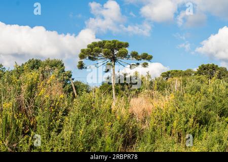 Fields, meadows and an Araucaria Angustifolia tree - typical countryside view in Sao Francisco de Paula, South of Brazil Stock Photo