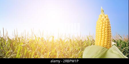 Ripe corn cob in field Stock Photo