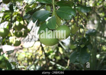 Green grapefruits hanging on the tree Stock Photo