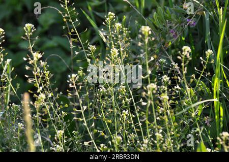 In nature, the field grow Capsella bursa-pastoris Stock Photo