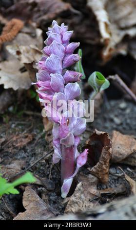 In the spring, Lathraea squamaria grows in the wild in the wild Stock Photo