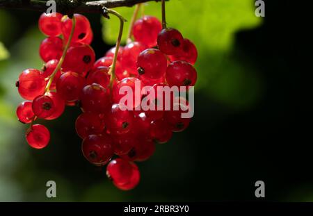 Close-up of red and ripe currants growing on a bush in summer. Leaves glow against the sun in the background. Stock Photo