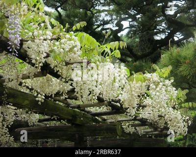 Seasonal splendour in late spring at Ritsurin Garden, Japan: a white wisteria in full bloom trained over a wooden pergola. Stock Photo