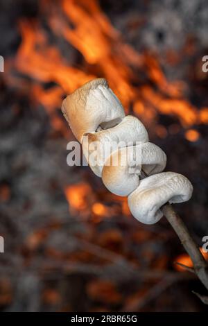 Marshmallow cooked on the fire. Marshmallow bbq. Stock Photo