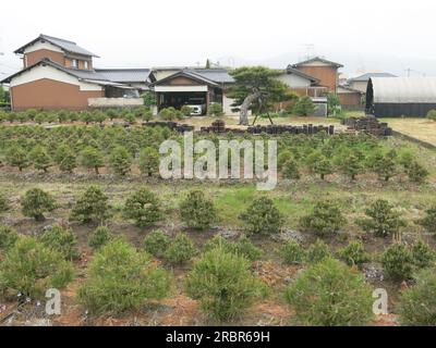 Fields of young pine trees are planted by the houses in the bonsai growing capital of Japan, with over 100 nurseries in the small village of Kinashi. Stock Photo