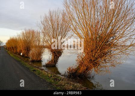 Willow Trees on the Flooded and Frozen Somerset Levels near Highbridge and Burrow Hill Stock Photo