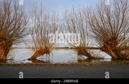 Willow Trees on the Flooded and Frozen Somerset Levels near Highbridge and Burrow Hill Stock Photo