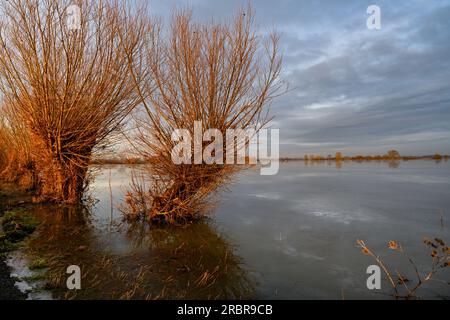 Willow Trees on the Flooded and Frozen Somerset Levels near Highbridge and Burrow Hill Stock Photo