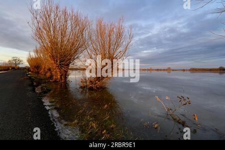 Willow Trees on the Flooded and Frozen Somerset Levels near Highbridge and Burrow Hill Stock Photo