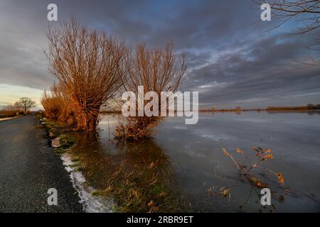 Willow Trees on the Flooded and Frozen Somerset Levels near Highbridge and Burrow Hill Stock Photo