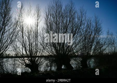 Willow Trees on the Flooded and Frozen Somerset Levels near Highbridge and Burrow Hill Stock Photo